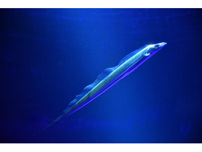 タチウオが立っているように泳ぐ姿にちなんだ、新しい記念日が誕生！！サンシャイン水族館・11月11日を「タチウオの日」に制定