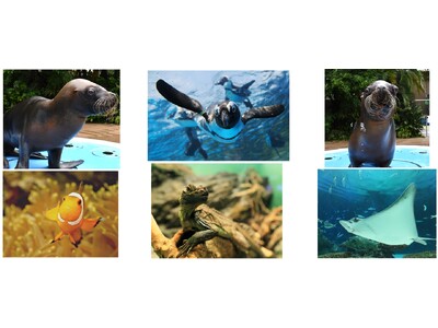 サンシャイン水族館いきものディスカバリー通信vol.28*10月1日は「国際高齢者の日」*サンシャイン水族館で暮らすご長寿生き物たちのシニアライフ*高齢個体のウェルビーイングを支える、飼育の現場を紹介