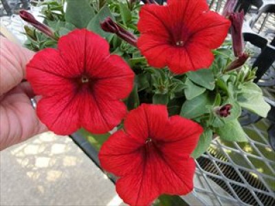 ペチュニア・ダリア・クレマチス・多肉植物など、この夏一押しの花々を展示・販売！「Summer　Garden夏花フェスタ」
