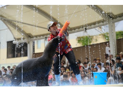 涼しくなれる夏限定パフォーマンスや 普段は見られない 水生昆虫 の観察 さらに気温35度を超えたら アシカの超びちょびちょ大作戦 を初敢行 サンシャイン水族館の夏休み 企業リリース 日刊工業新聞 電子版