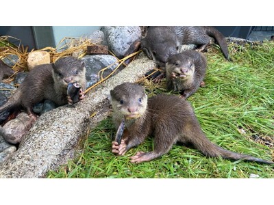 サンシャイン水族館生まれのコツメカワウソの赤ちゃん３兄弟　コツメカワウソたちが愛称を選ぶ愛称決定会進出の３つの椅子を賭け　一般投票による“最終予選”がいよいよスタート！