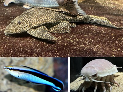 水族館&いきものを深堀り！発見がいっぱい！サンシャイン水族館いきものディスカバリー通信vol.23「生き...