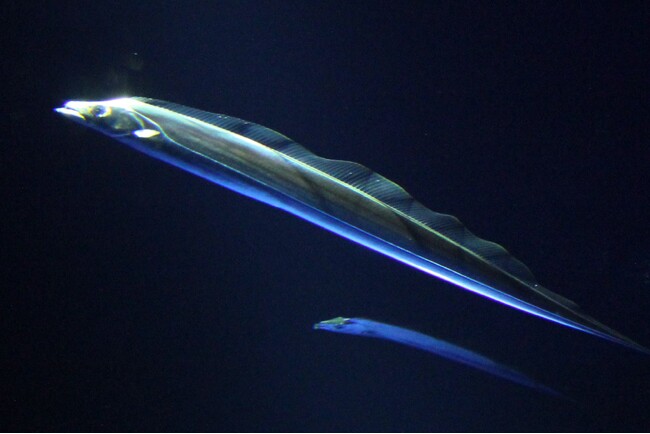 「天を仰ぐ太刀魚」タチウオの常設展示のお知らせ・サンシャイン水族館