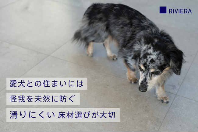 小型犬の安全を守る基準 滑りにくい内装タイル床材の指標を新た導入