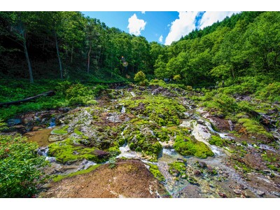 グリーンシーズン到来！チャツボミゴケ公園とその周囲の自然を満喫するツアー好評受付中！