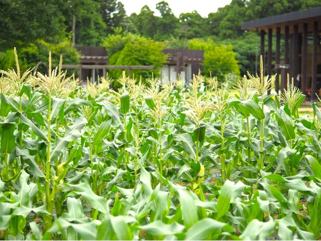 畑で始まる感動の朝。糖度20度の極甘生とうもろこし「ドルチェドリーム」を畑でかじる、夏限定の“朝体験”を農園リゾート THE FARMで開催
