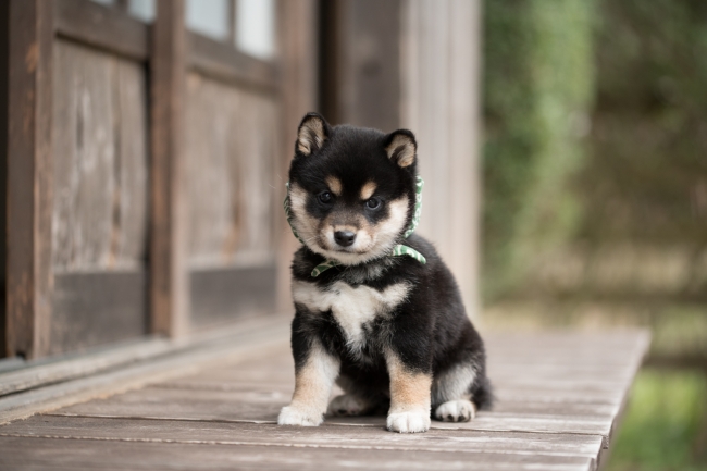 歴代最小 ２１代目 豆助初披露に萬田久子大興奮 ｓｏ ｃｕｔｅ ｓｏ ｋａｗａｉｉ 和風総本家 記事詳細 Infoseekニュース