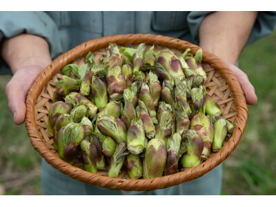 【期間限定・数量限定】天然のタラの芽を味わう贅沢なひととき 直営農場「東北牧場」より、旬の恵みをお届けす...