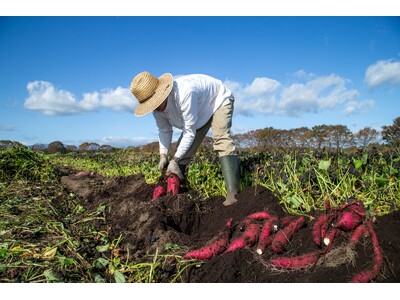 直営農場「東北牧場」 旬のさつまいも を使用したバイキングメニューをご提供します。
