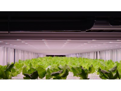 植物育成用LED照明「フィリップス グリーンパワーLED」を食料品製造メーカーであるプライムデリカ株式会社の植物工場で採用セブン-イレブン利用者に、より健康で安全な農作物提供を支援