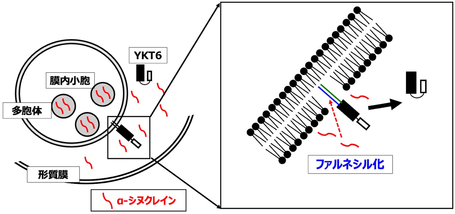 α-シヌクレインは、YKT6の脂質修飾を阻害することによって、細胞外小胞の分泌を抑制する