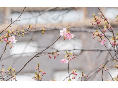 【高輪エリアのプリンスホテル】日本庭園で「河津桜」が開花しました