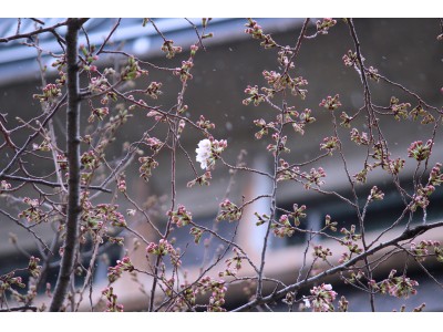 【高輪エリアのプリンスホテル】本日、品川駅前にあるホテルの日本庭園で染井吉野が開花しました