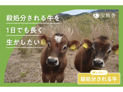 生まれてすぐ殺処分されるいのち。オスのジャージー牛飼育のためクラファン開始｜自然放牧の宝牧舎（大分県別府市）