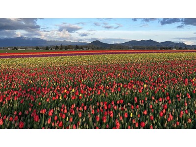 米国ワシントン州で春を祝う「スカジットバレー・チューリップ・フェスティバル」