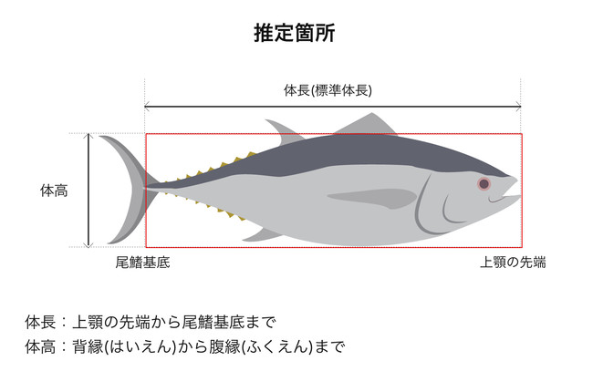 IT導入補助金2022対象ITツールに、魚体サイズ算出装置「魚体サイズ測定カメラ」が採択されました