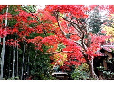 京王百草園（もぐさえん）で恒例の「紅葉（もみじ）まつり」を開催