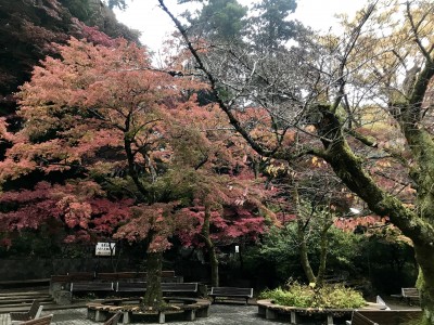 高尾山・百草園の紅葉が見ごろを迎えます！