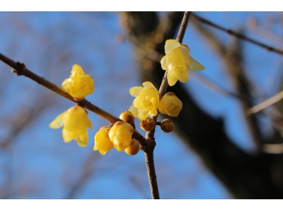 毎年好評の「ロウバイ」の花が見ごろです！