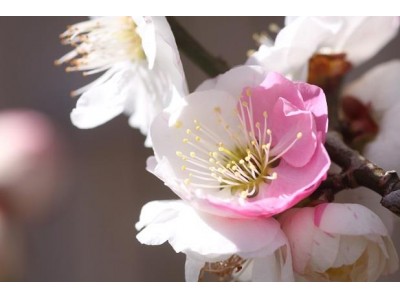 京王百草園で恒例の「梅まつり」を開催