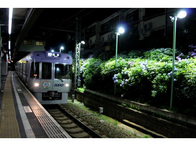 井の頭線 東松原駅でアジサイのライトアップを行います！
