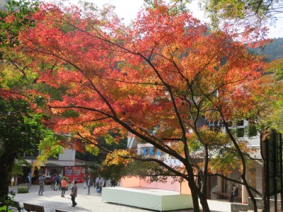 高尾山・京王百草園(もぐさえん)の紅葉(こうよう)が見ごろを迎えます！