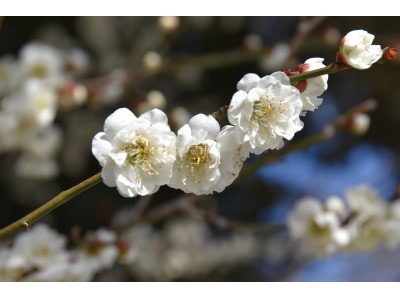 ２月２日（土）から３月１０日（日）まで　京王百草園で恒例の「梅まつり」を開催