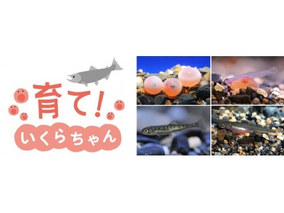 【京都水族館】イクラからサケへの成長過程を特別水槽で展示　期間限定特別展示「育て！いくらちゃん」を開催