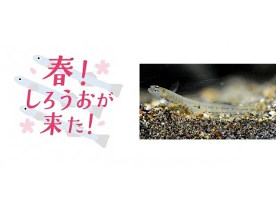 【京都水族館】春の風物詩「しろうお」を期間限定展示 特別企画イベント「春！しろうおが来た！」を開催 