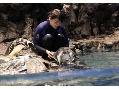 【すみだ水族館】マゼランペンギンの赤ちゃんの展示プールデビューを見守ろう！「すみだペンギンウィーク」を開催
