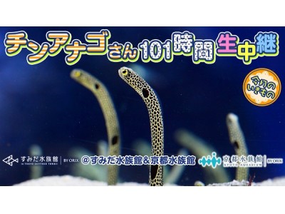 【すみだ水族館、京都水族館】１１月１１日「チンアナゴの日」をお祝いしよう！ニコニコ生放送でチンアナゴを１０１時間生中継