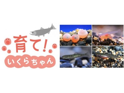 【京都水族館】イクラの成長過程を期間限定で観察　特別展示「育て！いくらちゃん」を開催