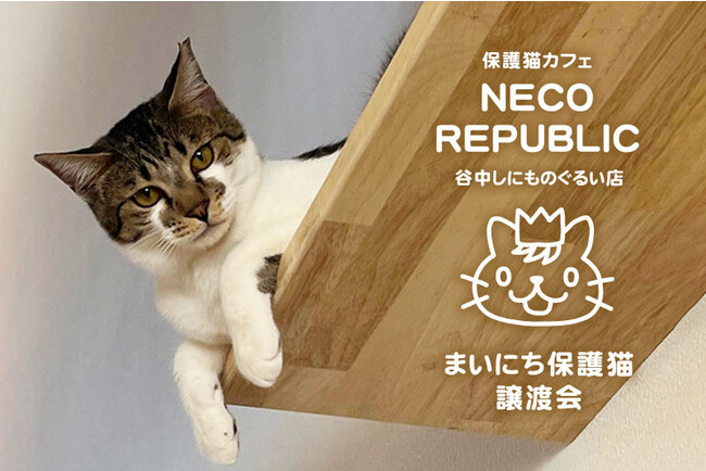 関東猫商会‼️ TUXEDO CAT/ハチワレ アンダーパンツ メンズ/レディース/ユニ