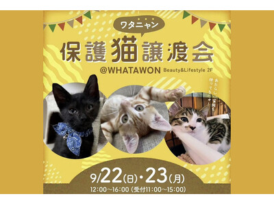 大阪 岸和田で、運命の出会いを待ってるにゃ！「ワタニャン保護猫譲渡会atWHATAWON」好評につき第2回、開催決定！ワタワンに保護猫が大集合