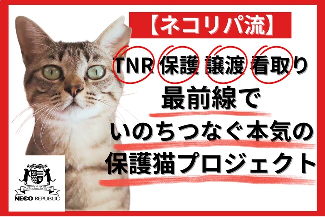 本気の「殺処分ゼロ」実現プロジェクト始動。猫の殺処分ゼロを“本当のゼロ”に！いのちを守るワンストップ保護猫プロジェクト、クラウドファンディング型ふるさと納税でスタート！