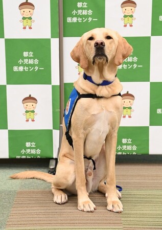 東京都立小児総合医療センター「こころ病棟」にホスピタル・ファシリティドッグ(R)︎導入へ