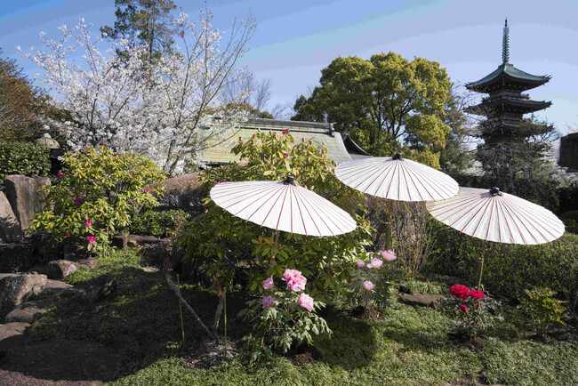 東京・上野公園｜『第四十七回　上野東照宮 春のぼたん祭』2026年4月4日（土）～5月6日（水）開催のお知らせ