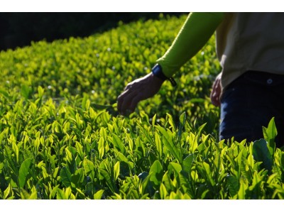 茶畑ハイキング＆茶摘み＆摘んだ茶葉の実食まで！「お茶畑を１日で満喫できるフルコースツアー」を開催