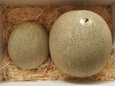 毎年300セットが約12時間で完売する人気のメロン『電解水素水で育てた草津メロン』を今年も販売！