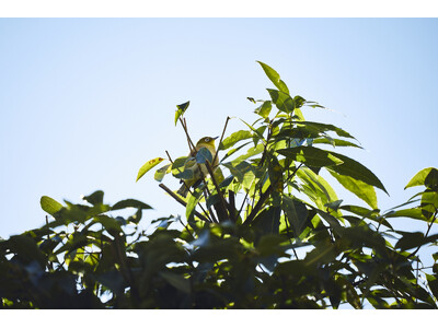 5月10日より「愛鳥週間」がスタート！ IHGホテルズ＆リゾーツが提案する初夏の“バードウォッチング旅”