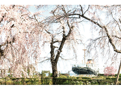【今週末3/29-30が絶好機】横浜・みなとみらいの桜が満開　ランドマーク×観覧車×桜の絶景ポイント＜3...