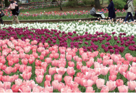 【第１０回】『ガーデンネックレス横浜２０２６』横浜の春が本番　横浜でチューリップが見頃へ　里山ガーデンの大花壇に１５０品種２０万本、週末は花イベントも充実