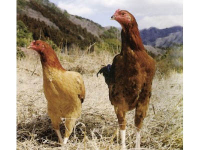 地鶏では日本初　茨城県「奥久慈しゃも」がGI（Geographical Indication）を取得！！