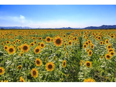 【2026年夏～秋】連休、シルバーウィークは「晴れの国おかやま」へ！涼と絶景、旬の極上フルーツを満喫するモデルコース大公開