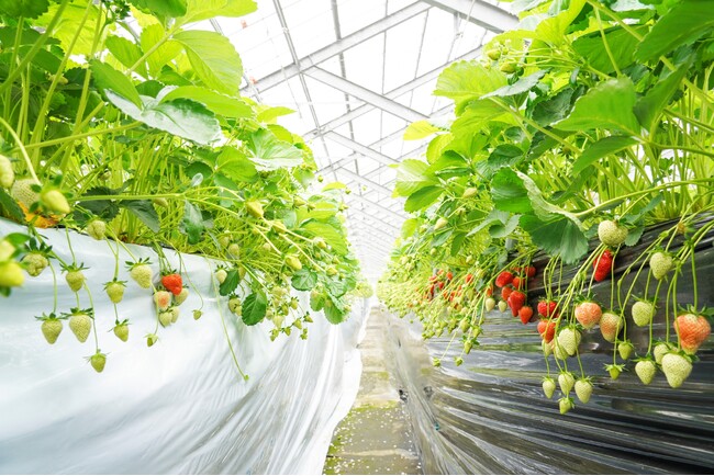 アヲハタ、CO2削減と農業生産性向上の両方を実現する「イチゴ農業生産におけるCO2の回収と活用による生産量の向上」プロジェクトに着手