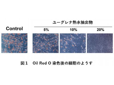 微細藻類ユーグレナ粉末の抽出物による脂肪滴の蓄積抑制効果を確認