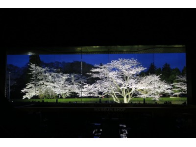 日本100名城に咲く1000本桜！佐倉城址公園の春、らんまん