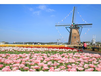 関東最大級、67万本のチューリップとオランダ風車が共演する絶景！