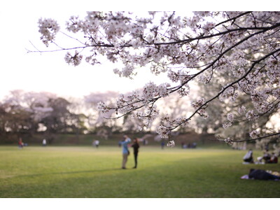 【千葉県佐倉市】日本100名城に咲く千本桜！「佐倉城址のさくら」開催（3/28～）