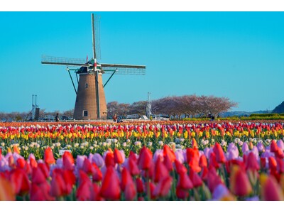 【千葉県佐倉市】オランダ風車と70万本のチューリップが春を彩る「佐倉チューリップフェスタ2024」開催（3/27～4/21）